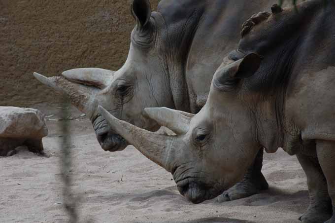 rhinos